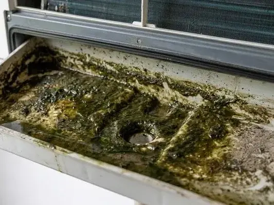 Algae-clogged AC drain pan, a common cause of ceiling leaks in Pinellas homes